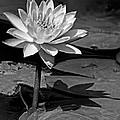 Light and Shadow