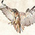 Hawk in Flight Photographic Drawing