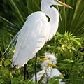 In the Nest