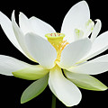 White Lotus on Black
