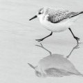 Sanderling Scurry